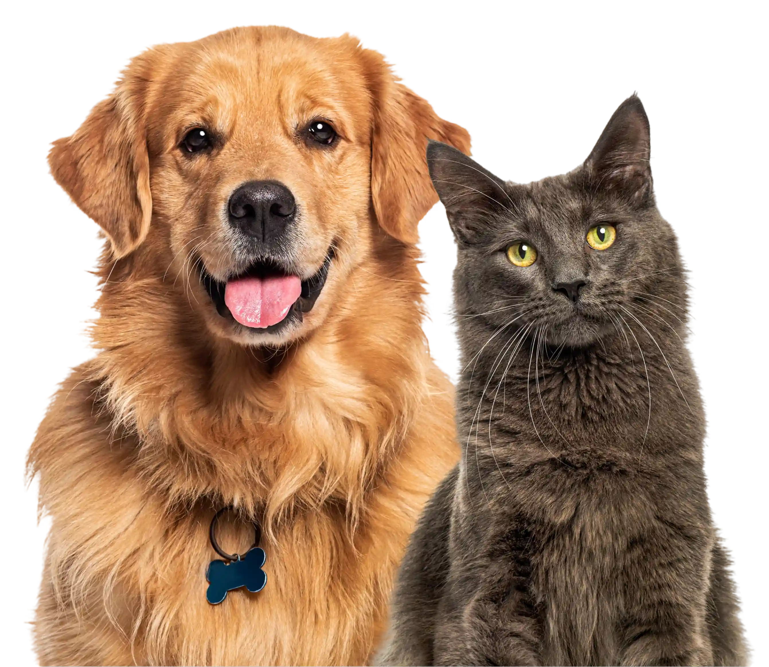 Golden retriever and gray cat together.