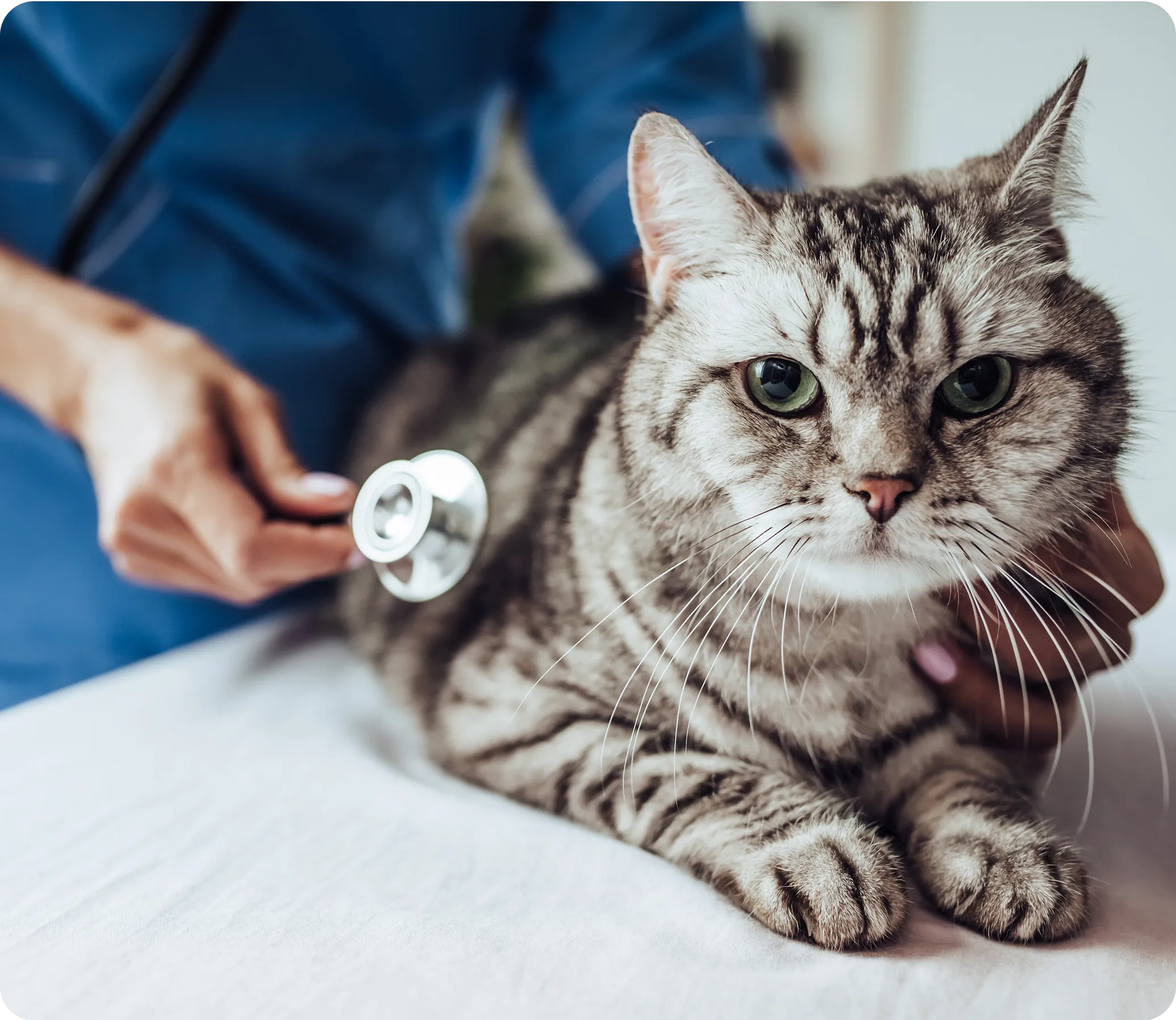 Cat being examined by a veterinarian.