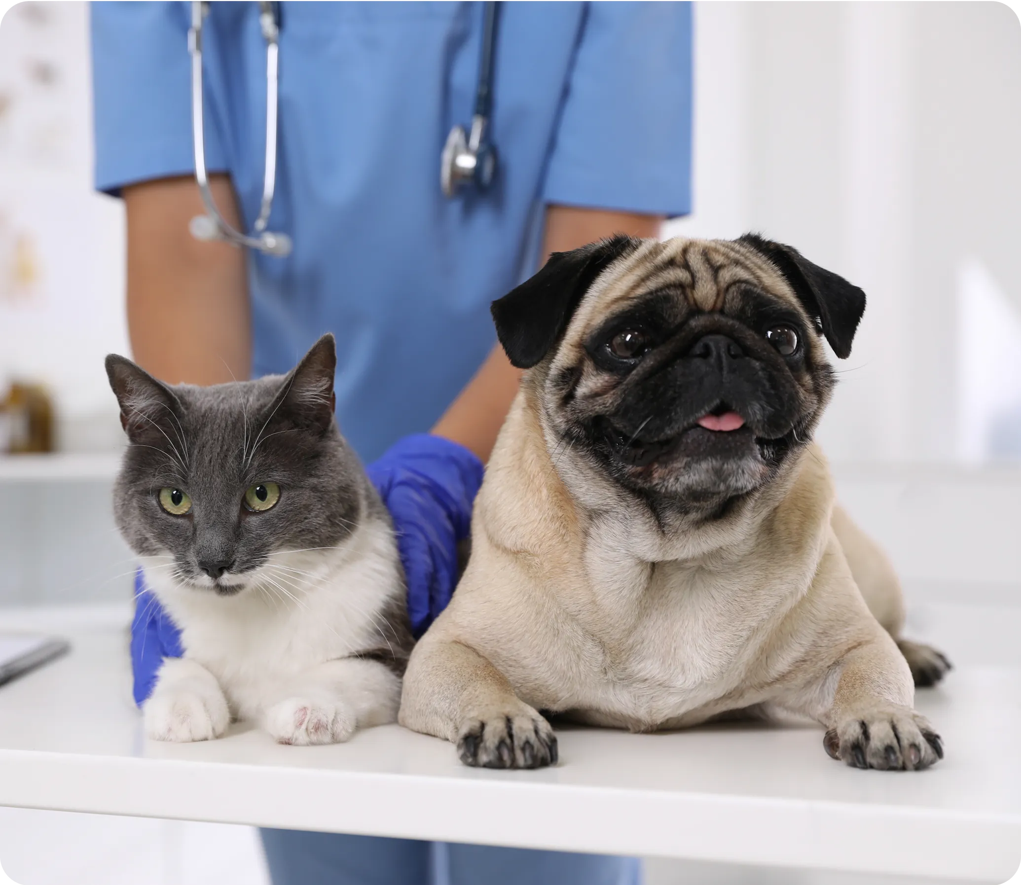 Cat and pug at veterinary check-up.