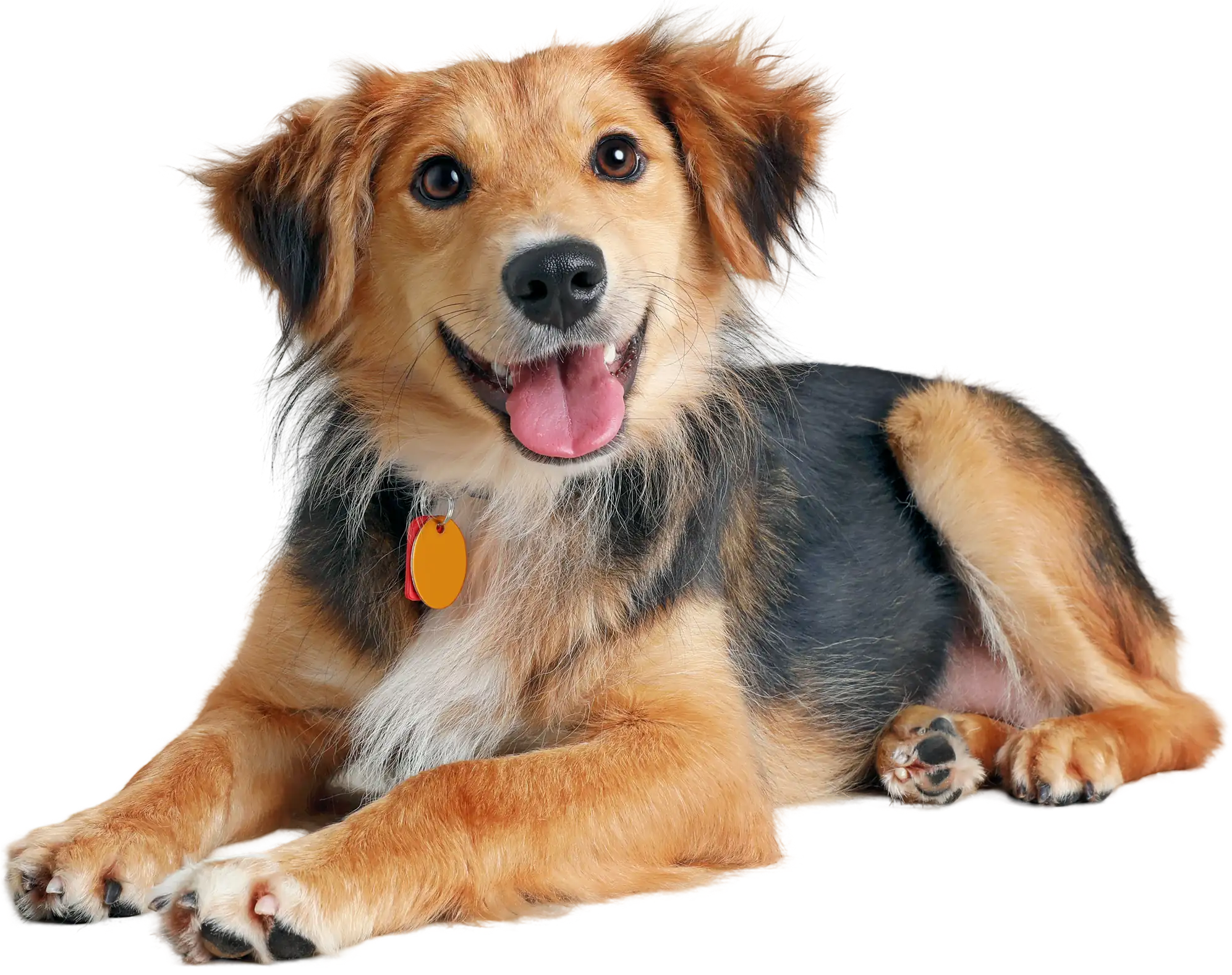Smiling dog lying on black background.
