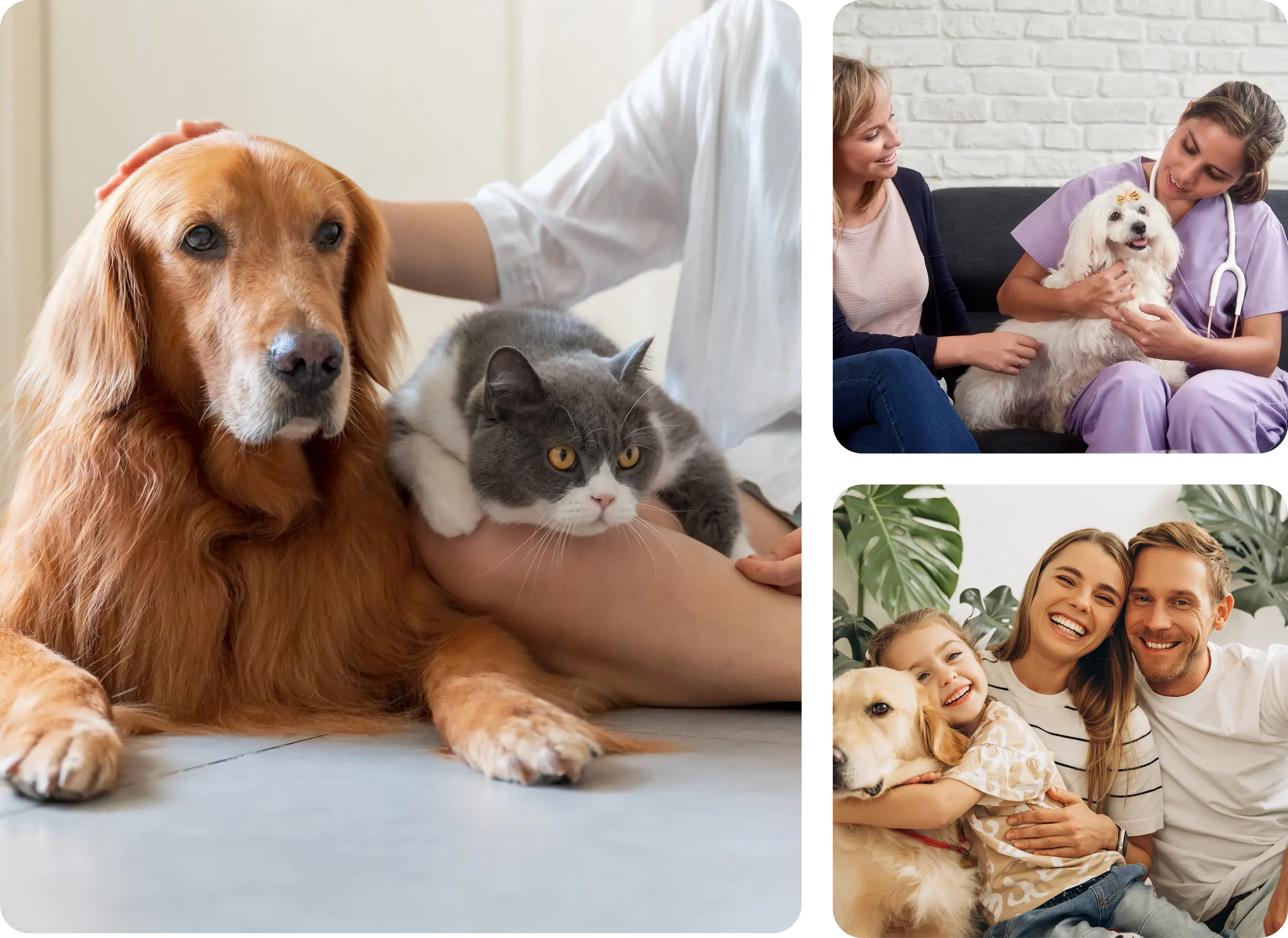Pets with family and veterinarian care.